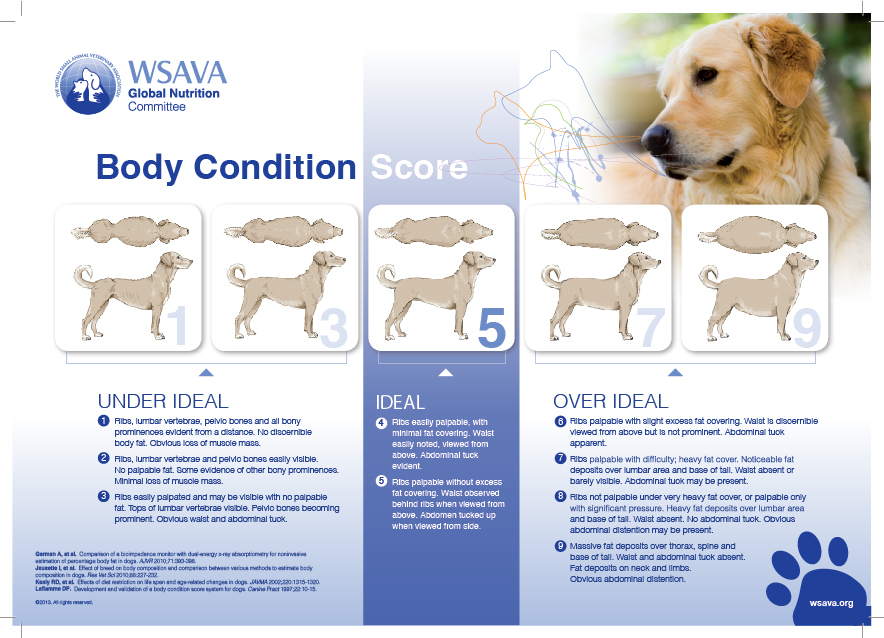 Body Condition Score Dog