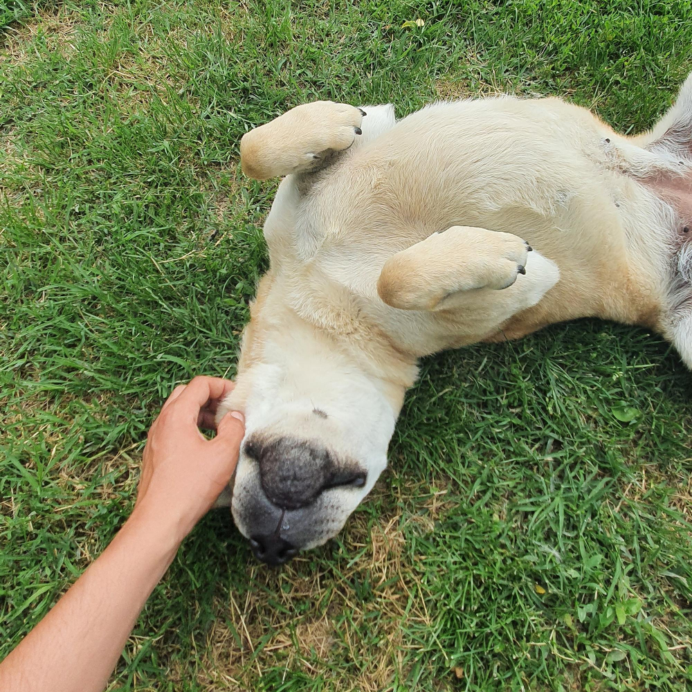 Dog Belly Rub