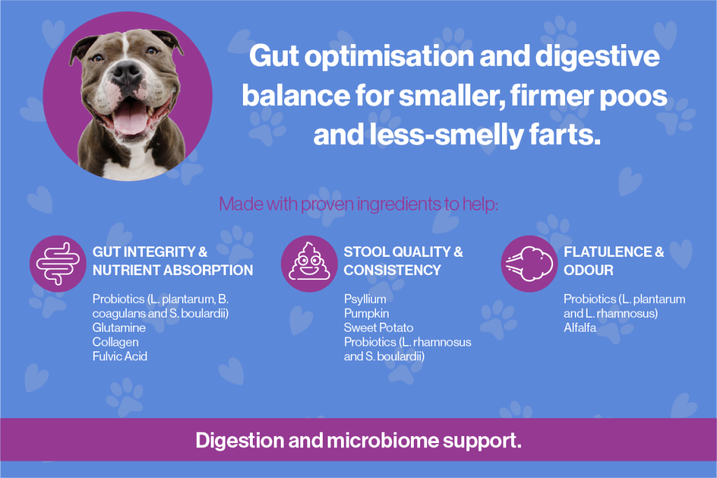 Gut health supplement for dogs with probiotics benefits