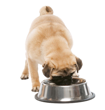 Pugeatingfrombowl