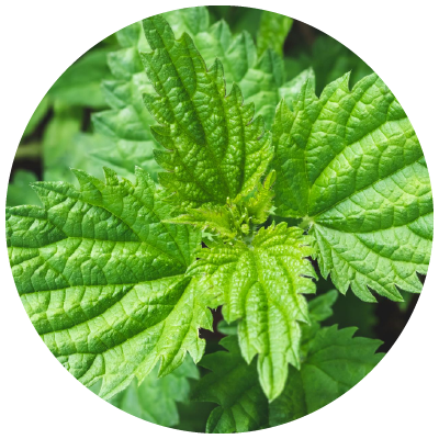 Ingredient Icons (circles) Nettle Leaf