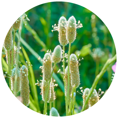 Ingredient Icons (circles) Psyllium