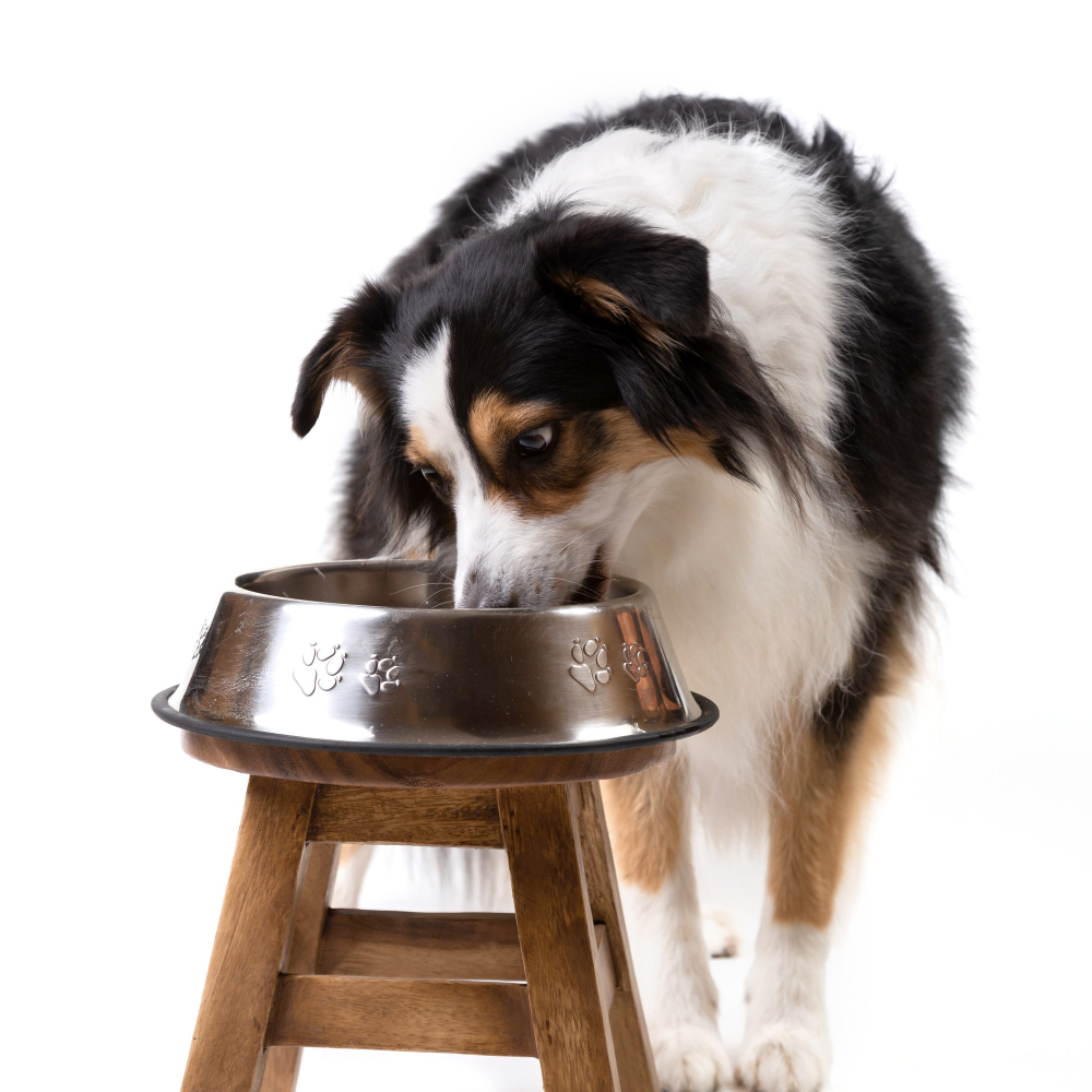 Vital dog eating meal from a bowl