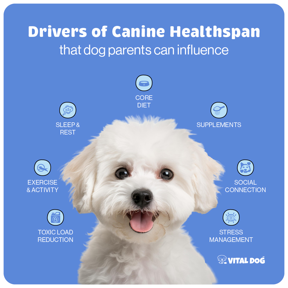 Healthspan Drivers